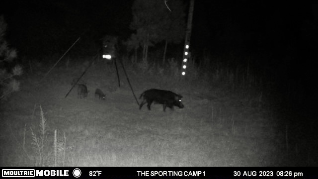 The Sporting Camp - Texas Hog Hunting