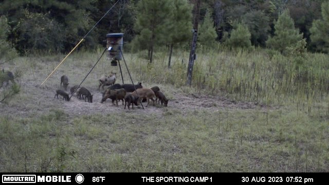 The Sporting Camp - Texas Hog Hunting