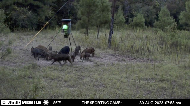 The Sporting Camp - Texas Hog Hunting