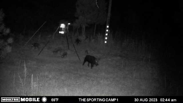 The Sporting Camp - Texas Hog Hunting