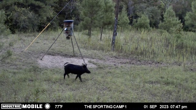 The Sporting Camp - Texas Hog Hunting