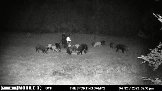 The Sporting Camp - Texas Hog Hunting