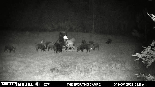 The Sporting Camp - Texas Hog Hunting