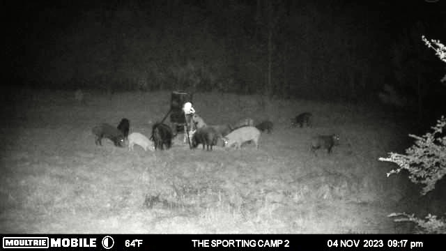 The Sporting Camp - Texas Hog Hunting