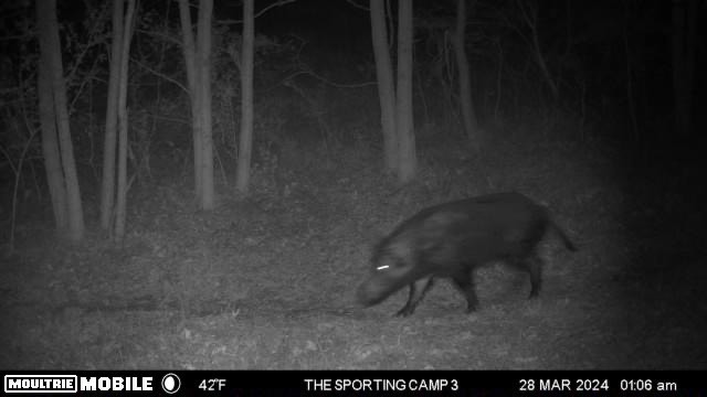 The Sporting Camp - Texas Hog Hunting