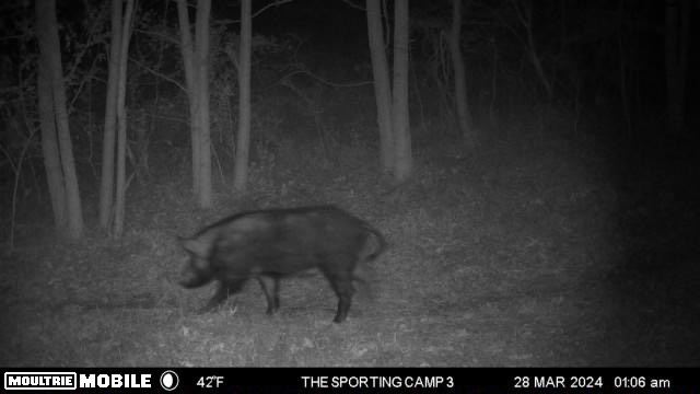 The Sporting Camp - Texas Hog Hunting