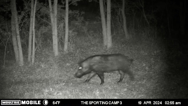 The Sporting Camp - Texas Hog Hunting