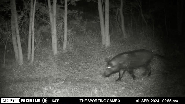 The Sporting Camp - Texas Hog Hunting