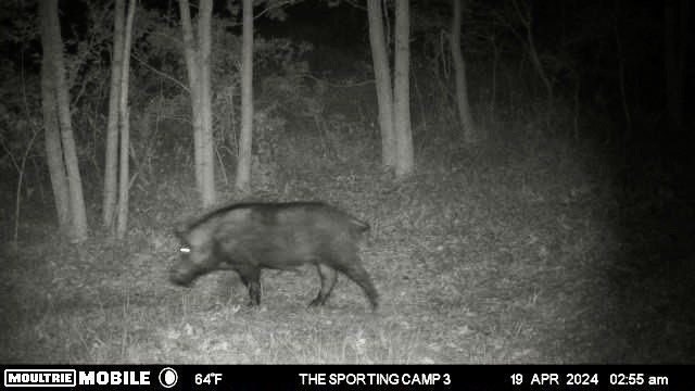 The Sporting Camp - Texas Hog Hunting