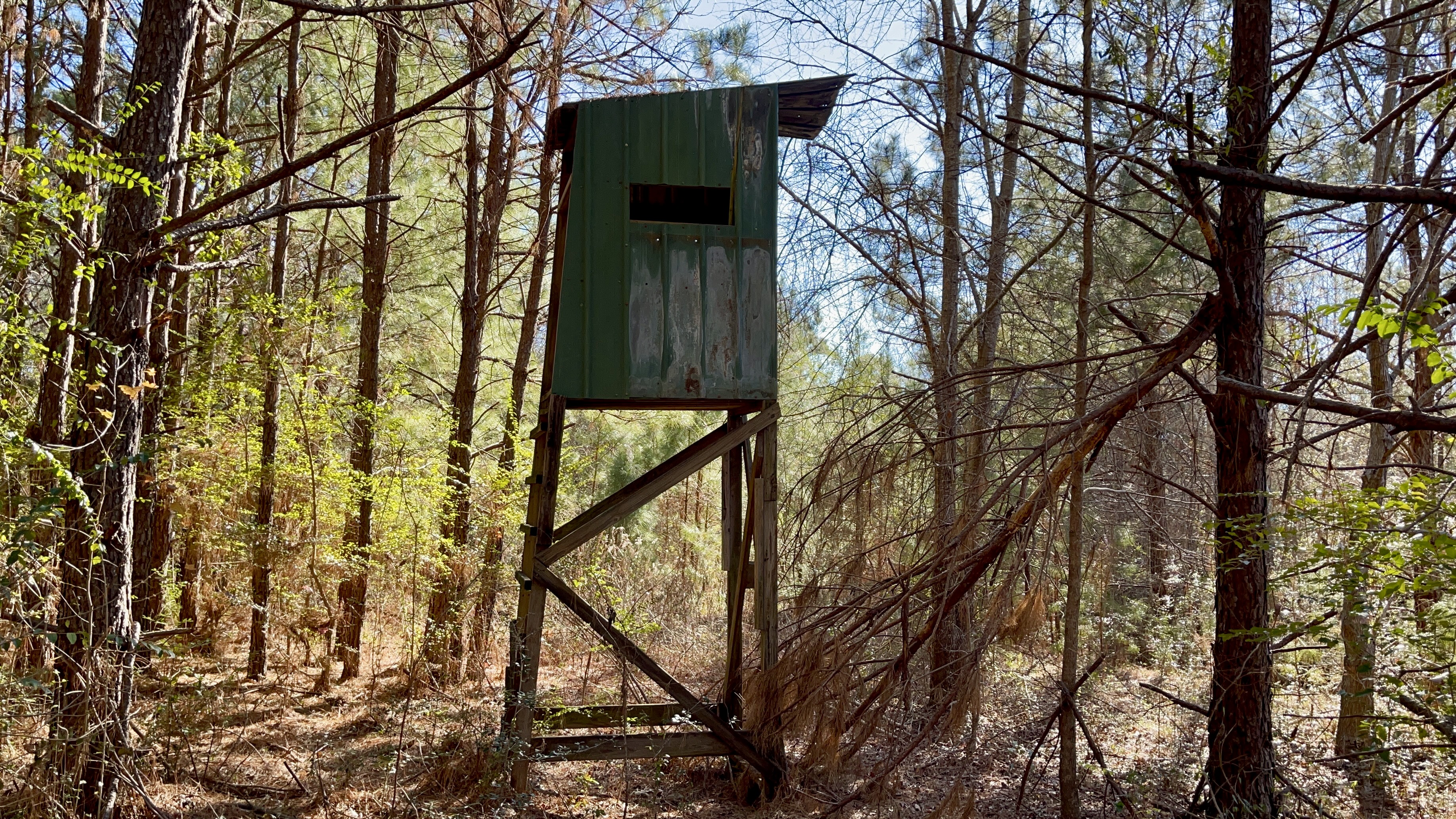 The Sporting Camp - Texas Hog Hunting