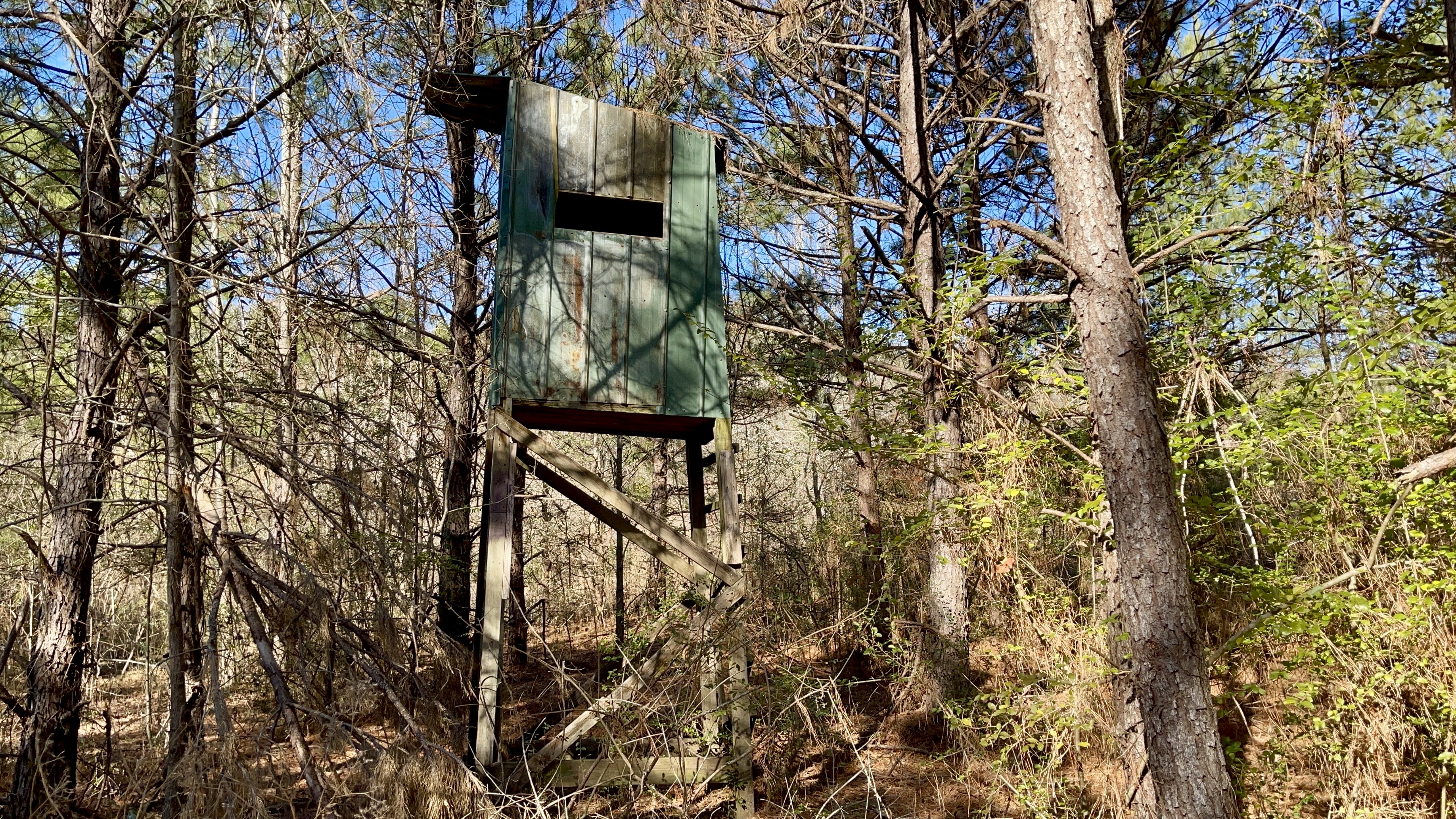 The Sporting Camp - Texas Hog Hunting