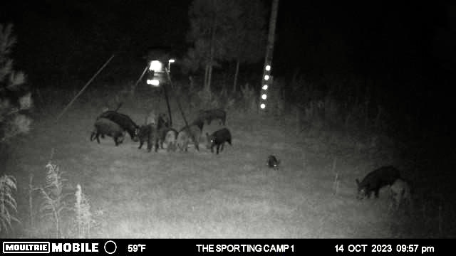 The Sporting Camp - Texas Hog Hunting