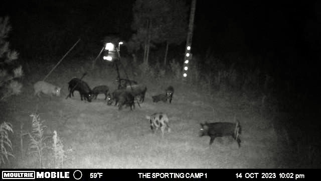 The Sporting Camp - Texas Hog Hunting