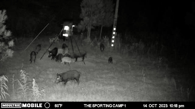 The Sporting Camp - Texas Hog Hunting