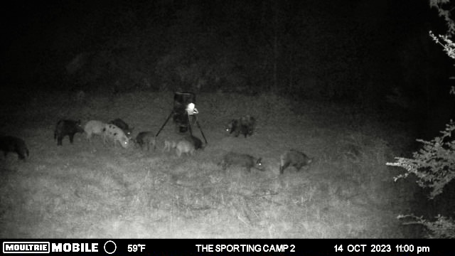 The Sporting Camp - Texas Hog Hunting