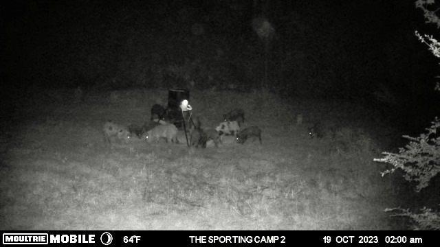 The Sporting Camp - Texas Hog Hunting