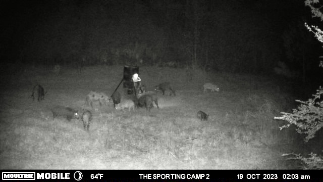 The Sporting Camp - Texas Hog Hunting