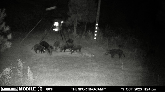 The Sporting Camp - Texas Hog Hunting