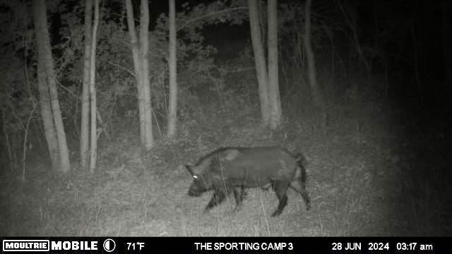 The Sporting Camp - Texas Hog Hunting