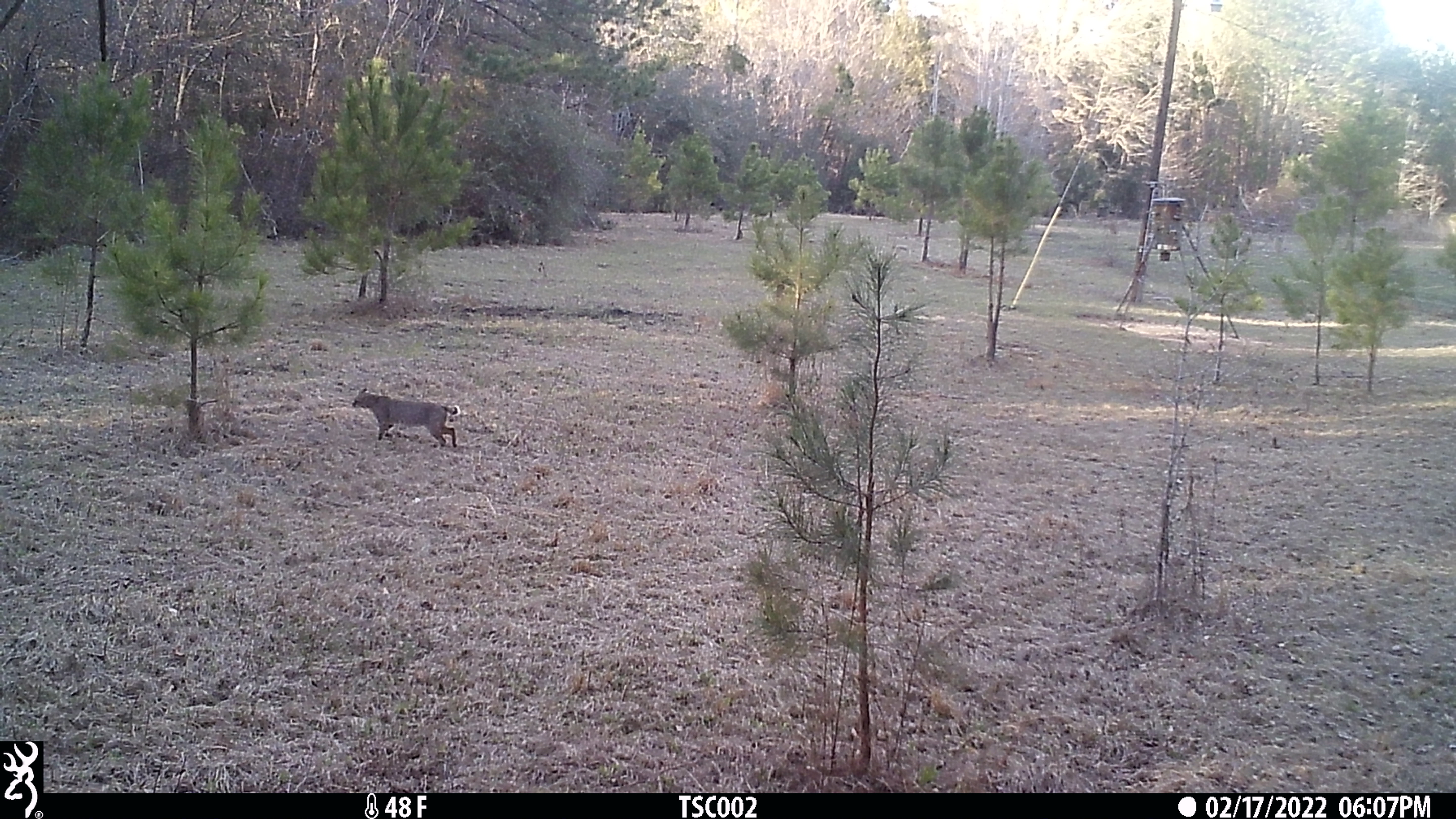 The Sporting Camp - Hog Hunting