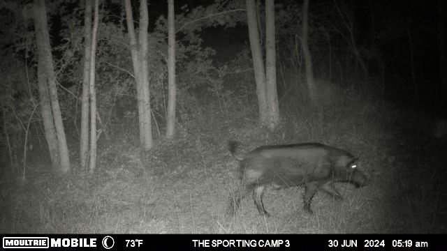 The Sporting Camp - Texas Hog Hunting