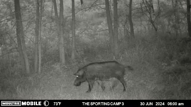 The Sporting Camp - Texas Hog Hunting