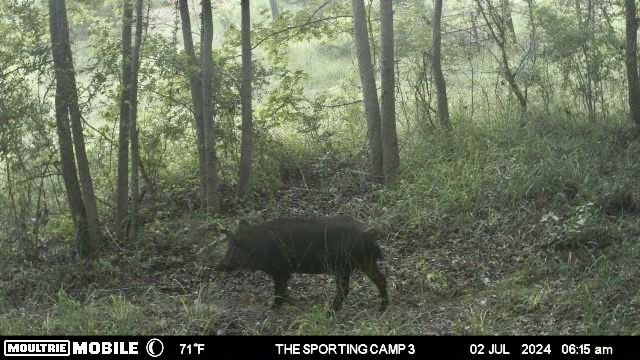 The Sporting Camp - Texas Hog Hunting