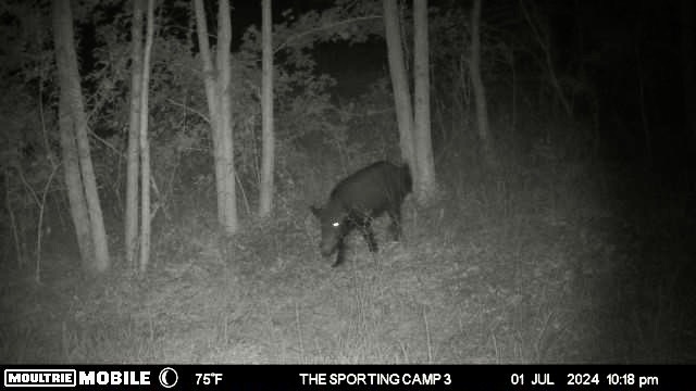 The Sporting Camp - Texas Hog Hunting