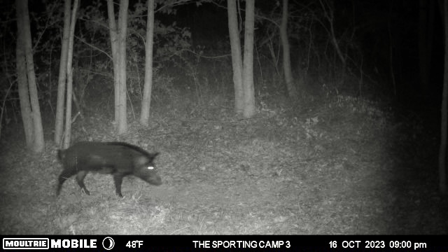 The Sporting Camp - Texas Hog Hunting