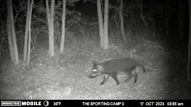 The Sporting Camp - Texas Hog Hunting