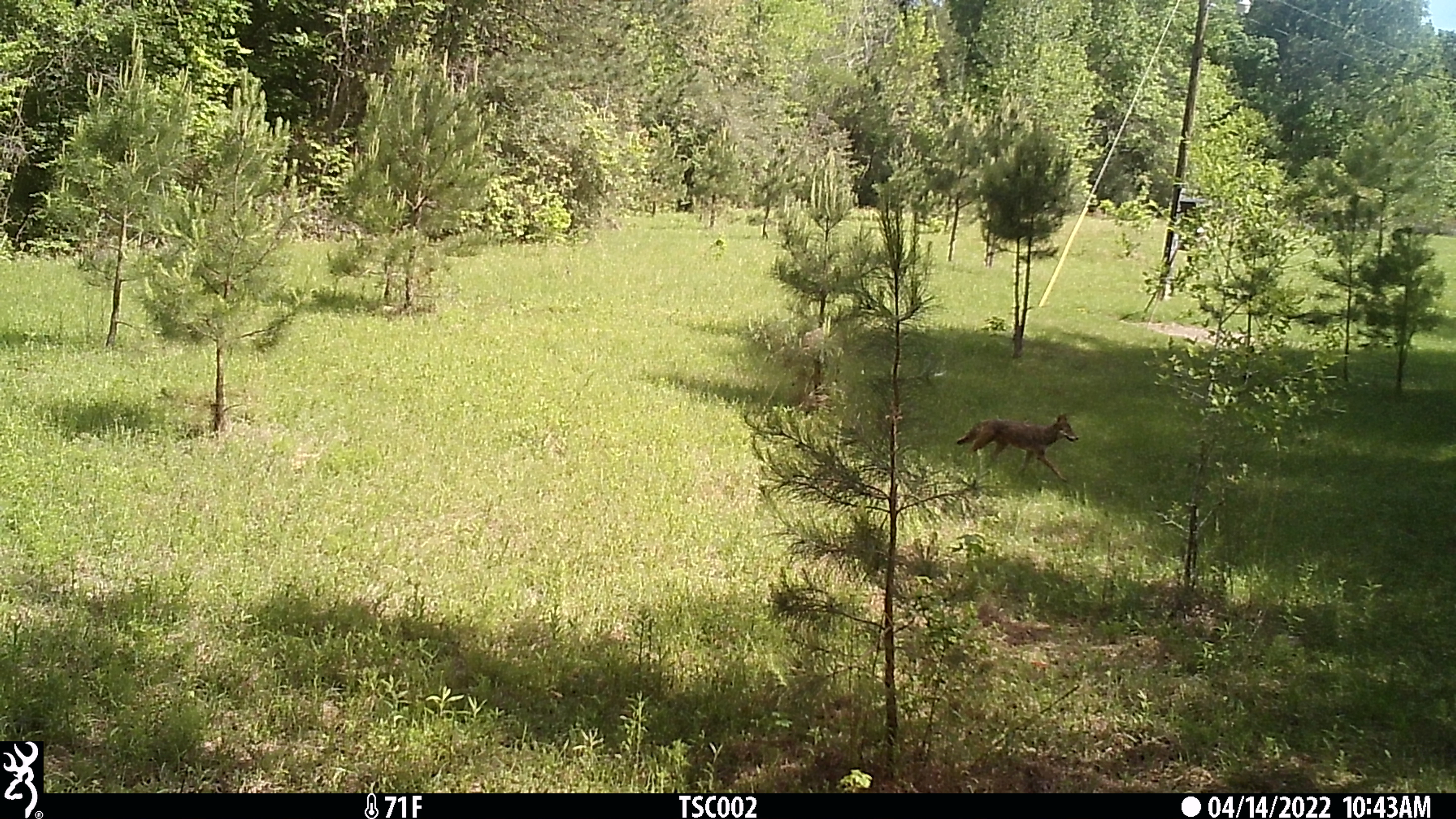 The Sporting Camp - Hog Hunting