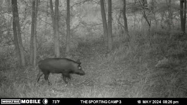 The Sporting Camp - Texas Hog Hunting