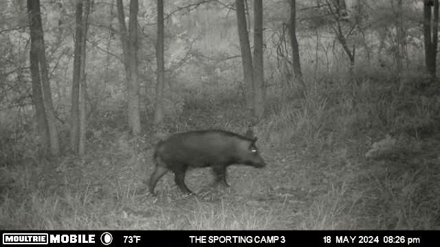 The Sporting Camp - Texas Hog Hunting