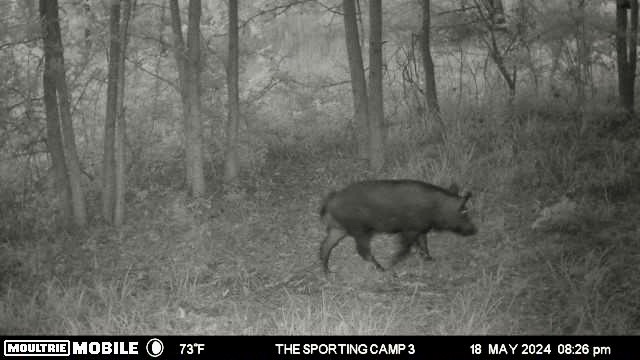 The Sporting Camp - Texas Hog Hunting