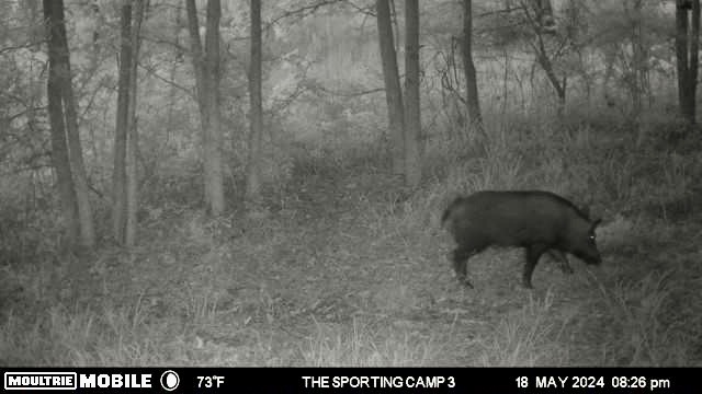 The Sporting Camp - Texas Hog Hunting