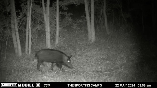 The Sporting Camp - Texas Hog Hunting