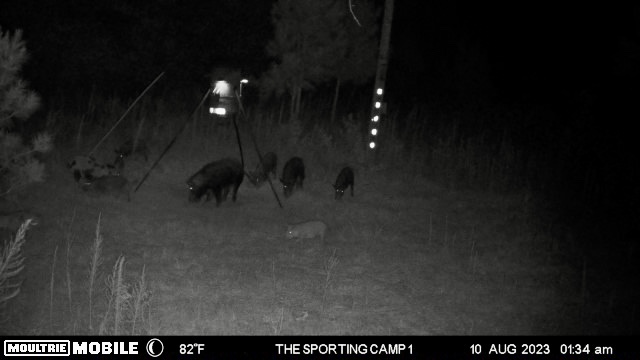 The Sporting Camp - Texas Hog Hunting