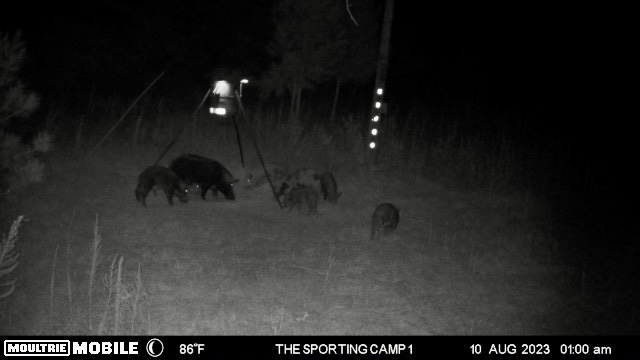 The Sporting Camp - Texas Hog Hunting