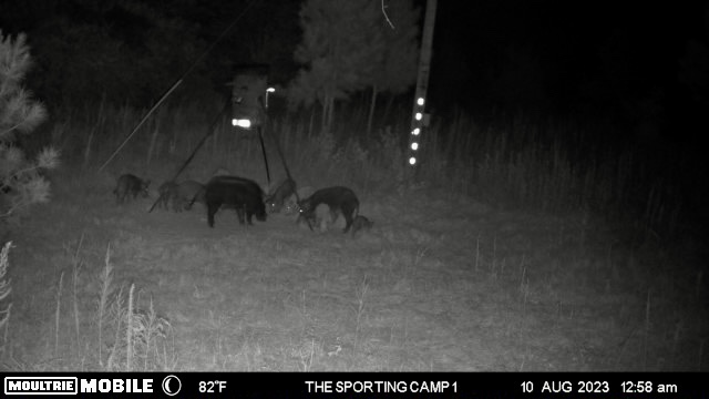 The Sporting Camp - Texas Hog Hunting