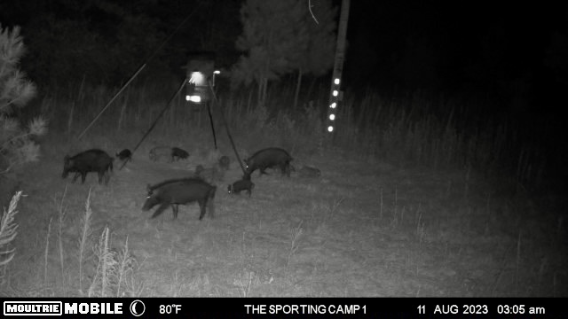 The Sporting Camp - Texas Hog Hunting