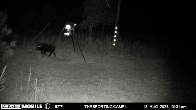 The Sporting Camp - Texas Hog Hunting