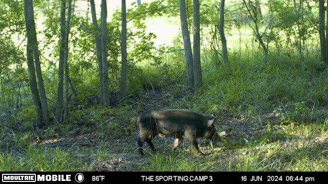 The Sporting Camp - Texas Hog Hunting