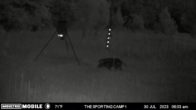 The Sporting Camp - Texas Hog Hunting