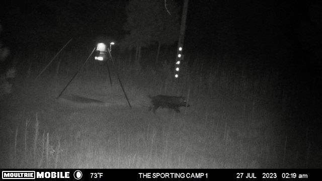 The Sporting Camp - Texas Hog Hunting