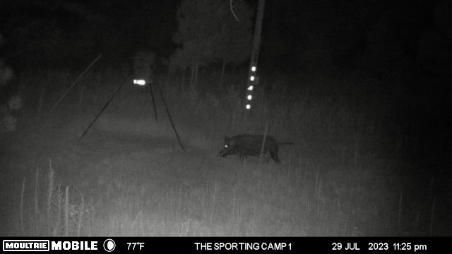 The Sporting Camp - Texas Hog Hunting