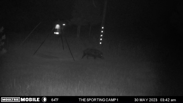 The Sporting Camp - Texas Hog Hunting