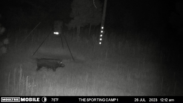 The Sporting Camp - Texas Hog Hunting