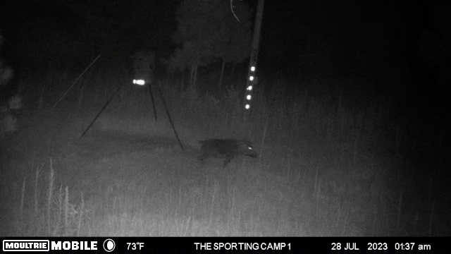 The Sporting Camp - Texas Hog Hunting