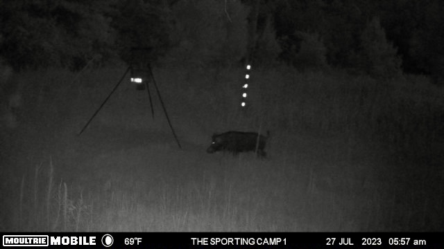 The Sporting Camp - Texas Hog Hunting