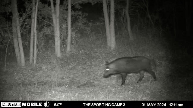 The Sporting Camp - Texas Hog Hunting